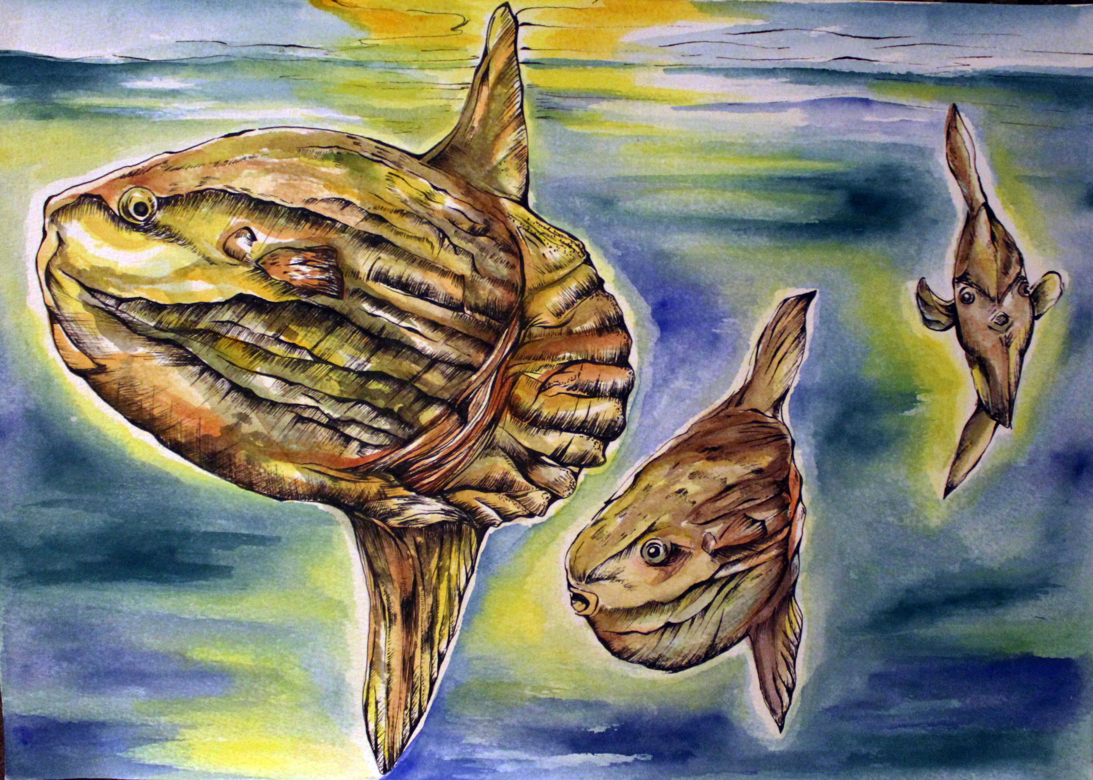 A drawing of three ocean sunfish (Mola mola) on a watery background.