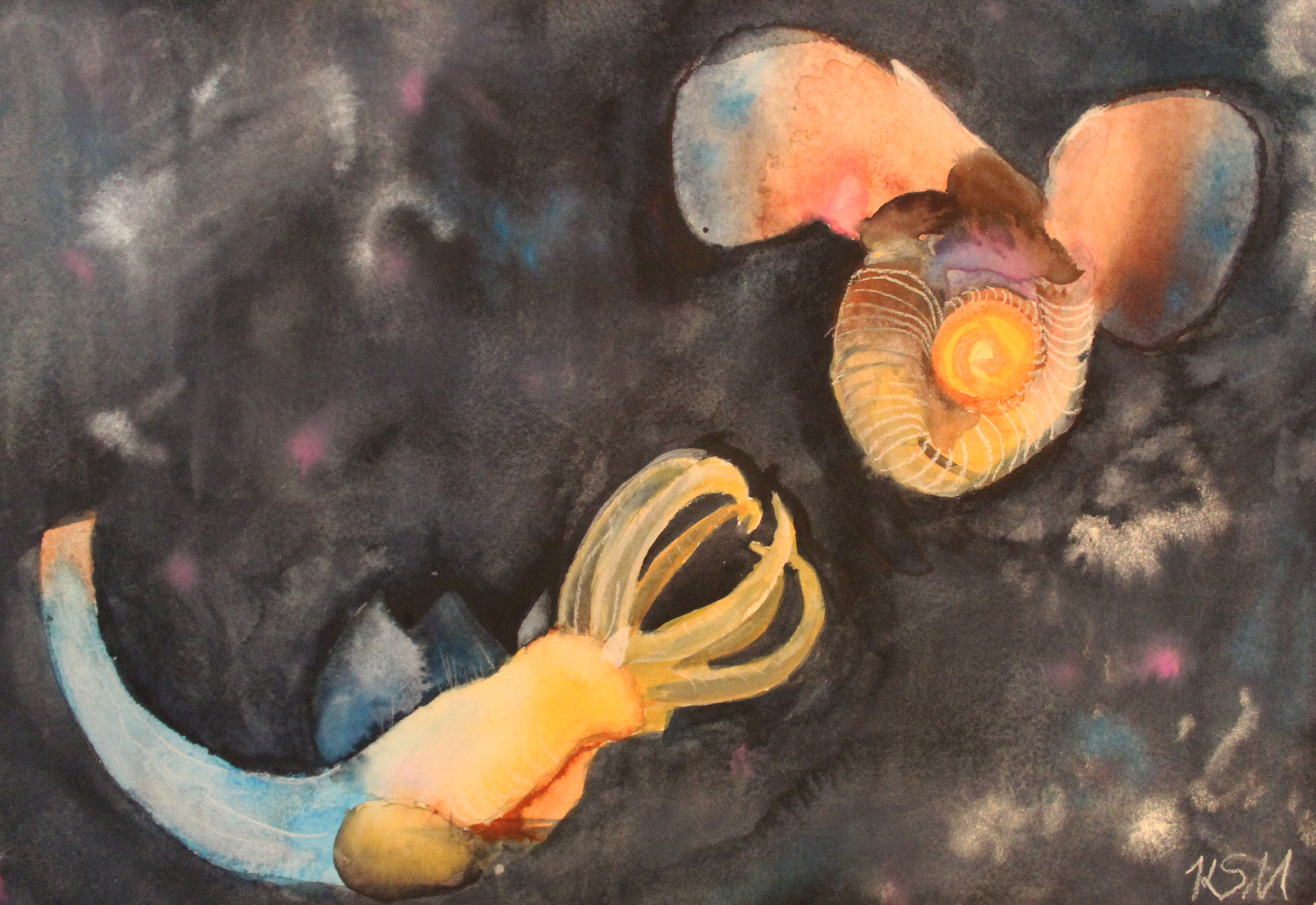 Watercolor illustration of a sea angel (a type of swimming sea slug) and a sea butterfly (a type of swimming sea snail).