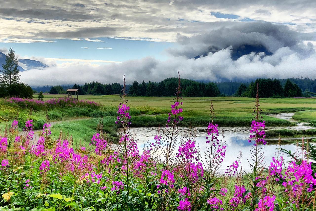 Wetlands—including marshes, mangroves, swamps, deltas, and floodplains—provide benefits to fish, protected species, and communities. The Mendenhall Wetlands in Juneau, Alaska, shown here in this undated photo, are an important feeding and resting area for wildlife.  