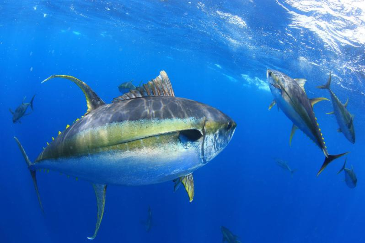 Yellowfin tuna