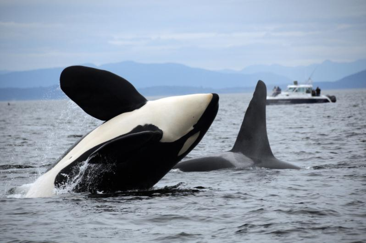 Orca Photo