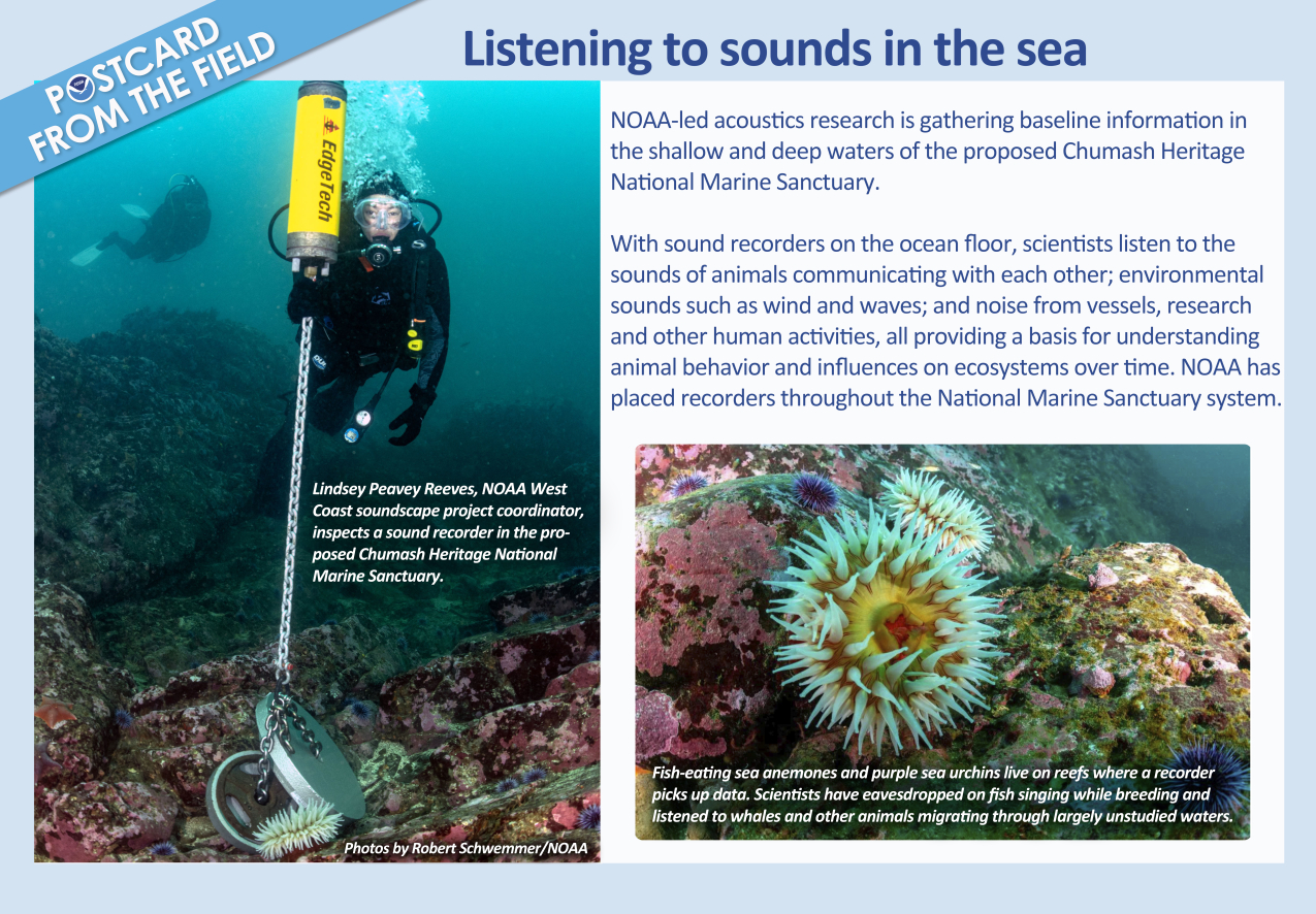 Listening to sounds in the sea