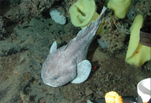 Deep-sea blob sculpin, yellow Picasso sponges, white ruffle sponge