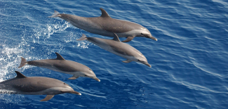 NOAA's Ocean Noise Strategy Roadmap looks at the effects of ocean noise on marine life, such as these pantropical spotted dolphins.