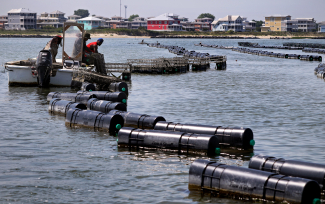 Workers tend cages used to raise shellfish at Cherrystone Aqua-Farms, located off Cape Charles in Virginia.