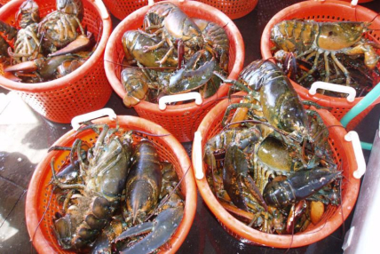 Bins filled with lobsters