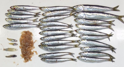  John Field / NOAA Fisheries, Southwest Fisheries Science Center