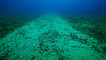 Path cleared through an invasive quagga mussel bed by the "mussel masher."