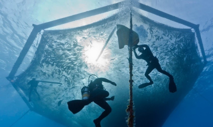 Divers maintain an open water net pen below the surface. The monitoring of fin fish grown within the natural environment ensures the health of the fish and of the surrounding ecosystem. Credit: Sea Grant.
