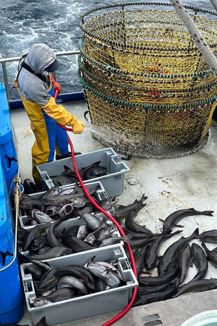 A commercial non-trawl fisherman, Crescent City, California with his fishing gear and sablefish catch.