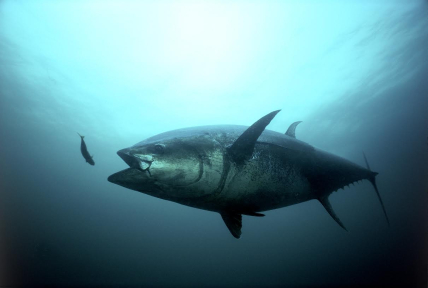 Regulations announced today will help Atlantic bluefin tuna (above) in the Gulf of Mexico and off Cape Hatteras. 