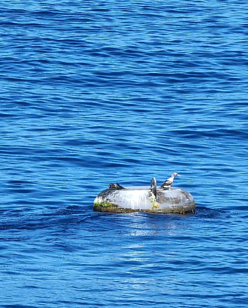 This out of commission buoy, located at 2°N 140°W, stopped transmitting months ago, but is still moored. As you can see the mast that holds the weather sensors is missing. About 10% of buoy data worldwide is lost annually due to both intentional and unintentional damage — resulting in more than $1 million a year in repair and replacement costs. 