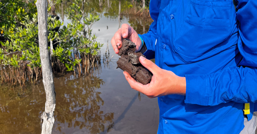 Jonah stands in a marshy mangrove forest and looks down at a section of a muddy soil core he holds in his hands. In the background, the rest of the soil core remains inside of the soil corer.