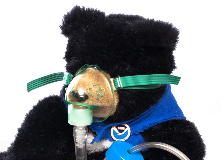Close up of the small black bear that currently sits on a shelf at NOAA’s Atmospheric Turbulence and Diffusion Division in Oak Ridge, Tennessee. It was used to remind people about the ecosystem impacts of air pollution in 2006. The bear wears a gas mask and sports a blue kerchief with a NOAA logo pin around its neck.