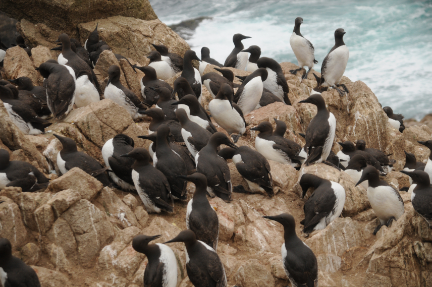 The Farallon Islands, while protected as a U.S. Fish and Wildlife refuge, serve as a resting and breeding spot for numerous species that feed in the protected waters of Greater Farallones National Marine Sanctuary protected waters, such as common murres.