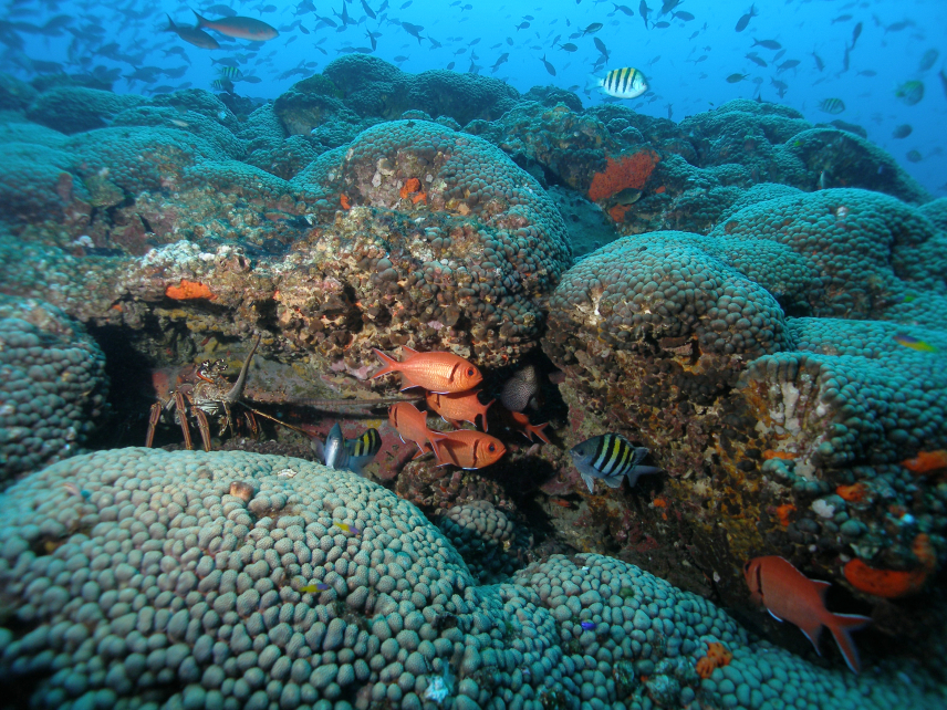 The highest peak at Stetson Bank, within Flower Garden Banks National Marine Sanctuary, is covered in Madracis coral and almost constantly swarming with fish. Lobsters and eels also love to shelter here. 