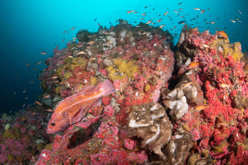 Marine sponges and strawberry anemones blanket the rocky reef structure at Cordell Bank, the underwater feature located in Cordell Bank National Marine Sanctuary.
