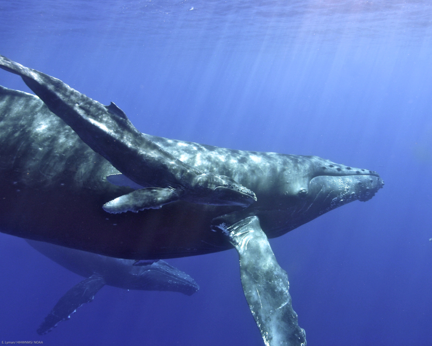 A mother koholā (humpback whale) and her calf swim near the surface in Hawaiian Islands Humpback Whale National Marine Sanctuary.