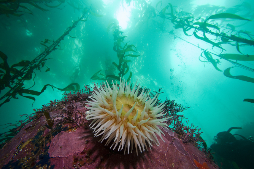 Kelp forests along the coast of the sanctuary host an array of beautiful and fascinating marine life.