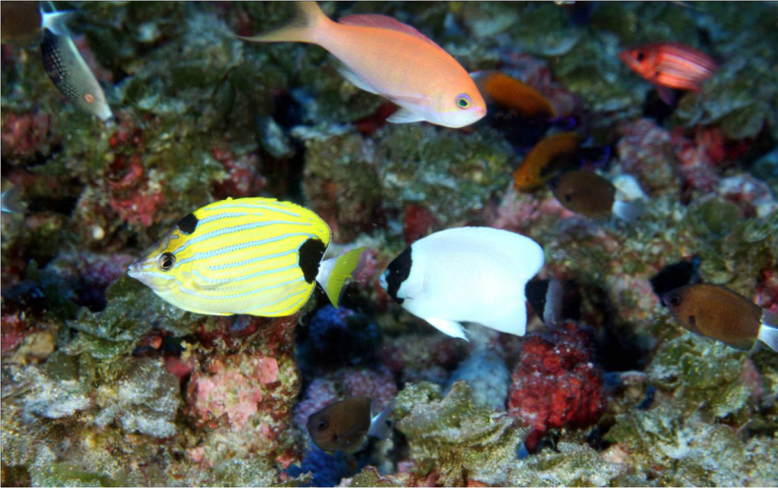 Deep coral reefs in Papahānaumokuākea Marine National Monument  contain the highest percentage of fish species found nowhere else on Earth. Clockwise from top left: Redtail wrasse (Anampses chrysocephalus), Thompson's Anthias (Pseudanthias thompsoni), Potter's angelfish (Centropyge potteri), Hawaiian squirrelfish (Sargocentron xantherythrum), Chocolate-dip Chromis (Chromis hanui), Masked angelfish (Genicanthus personatus) and Blue Stripe Butterflyfish (Chaetodon fremblii), all species that are endemic to th