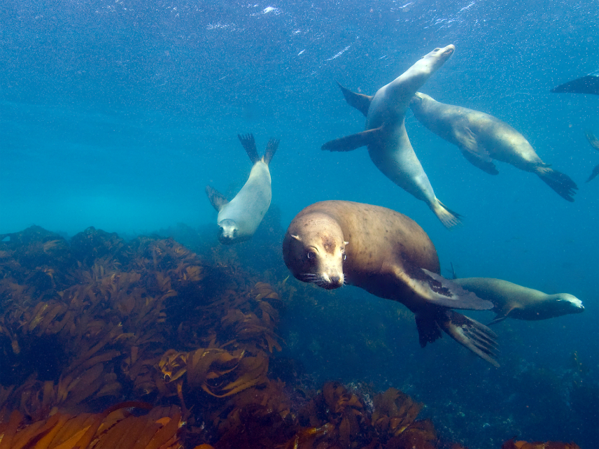 Sea lions frolic at Gull Island Marine Reserve within Channel Islands National Marine Sanctuary.