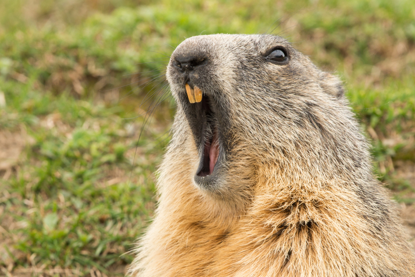A groundhog yawns, as though just awakened from his winter slumber.