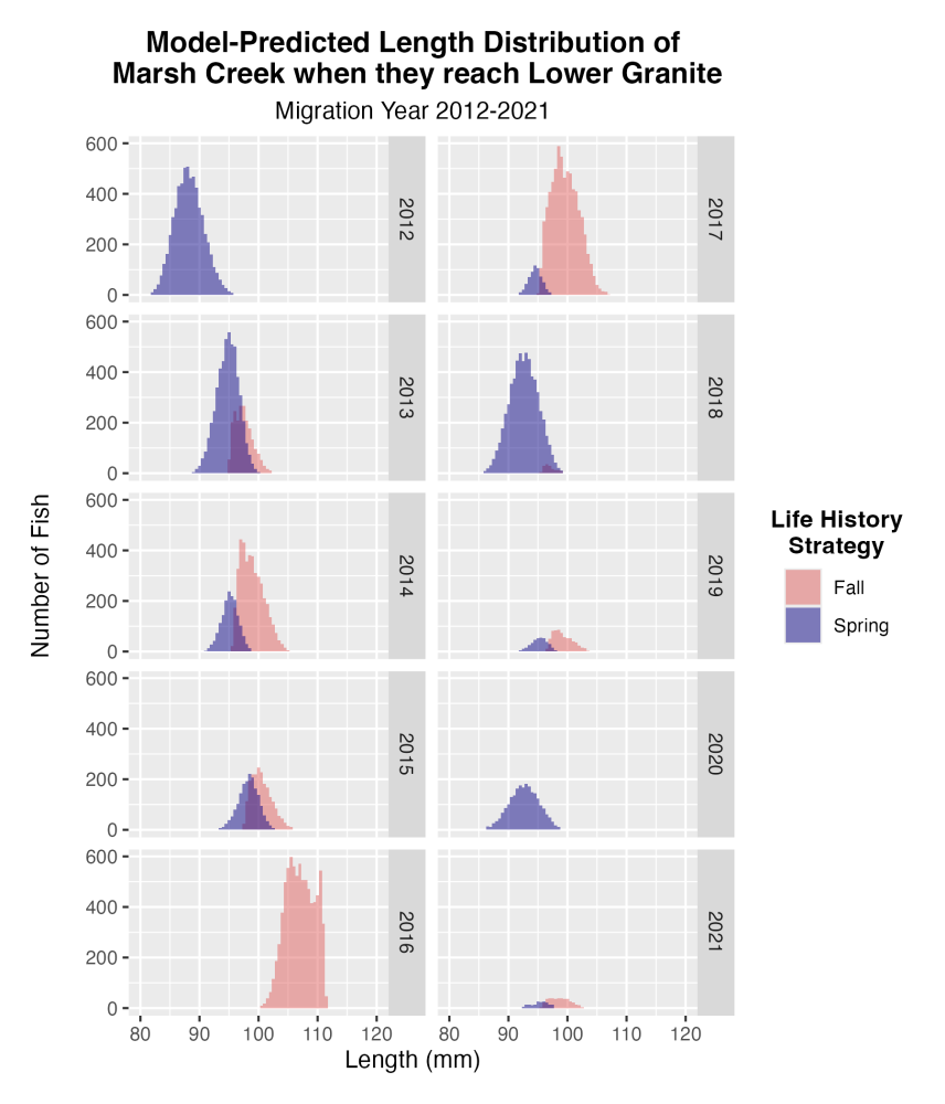 Model output that shows salmon size distributions in various years in the fall and spring. It is titled "Model-predicted length distribution of Marsh Creek when they reach Lower Granite (migration year 2012-2021)." Though size distribution varies, they are somewhere between 80 and 115 millimeters. Fall size distributions usually overlap with spring distributions, but are larger.  