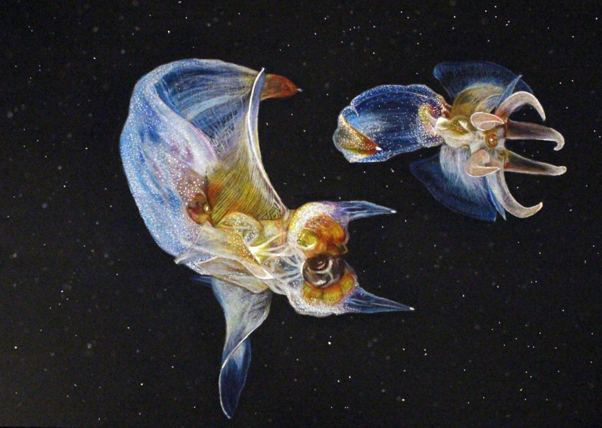 "Naked Sea Butterflies" by Amy W., Grade 9. Marine Art Contest 2018.