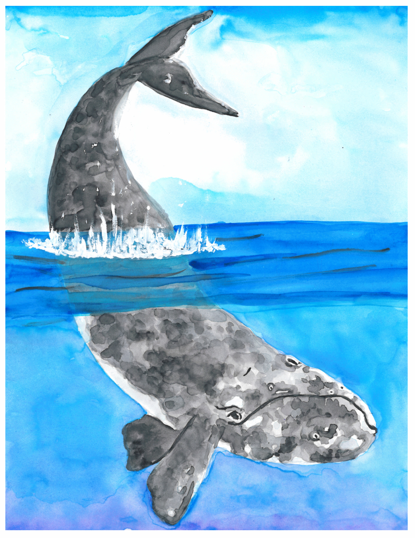 Gabrielle W., Grade 7. Marine Endangered Species Art Contest 2017.