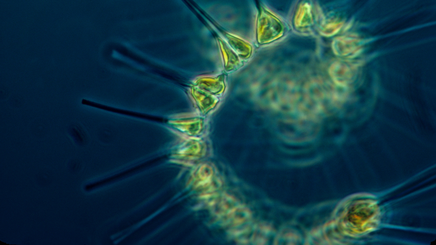 A photo taken through a microscope of phytoplankton.