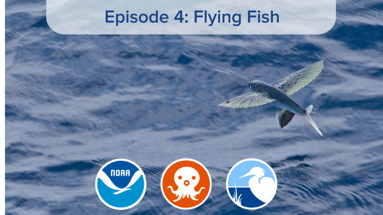 A single flying fish jumping out of the surface water with a episode banner at the top of the page. 