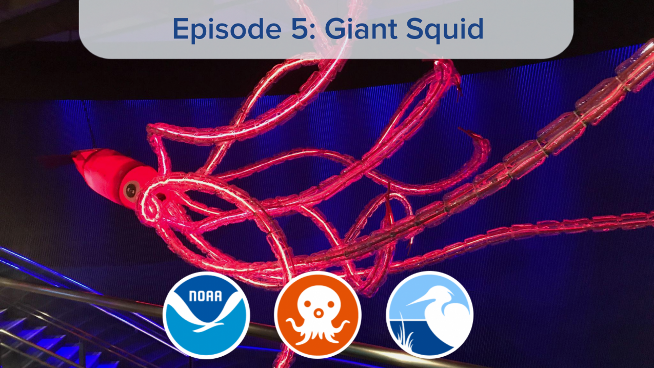 A red giant squid is suspended from the ceiling and in the center of the photo to demonstrate scale of the organism.