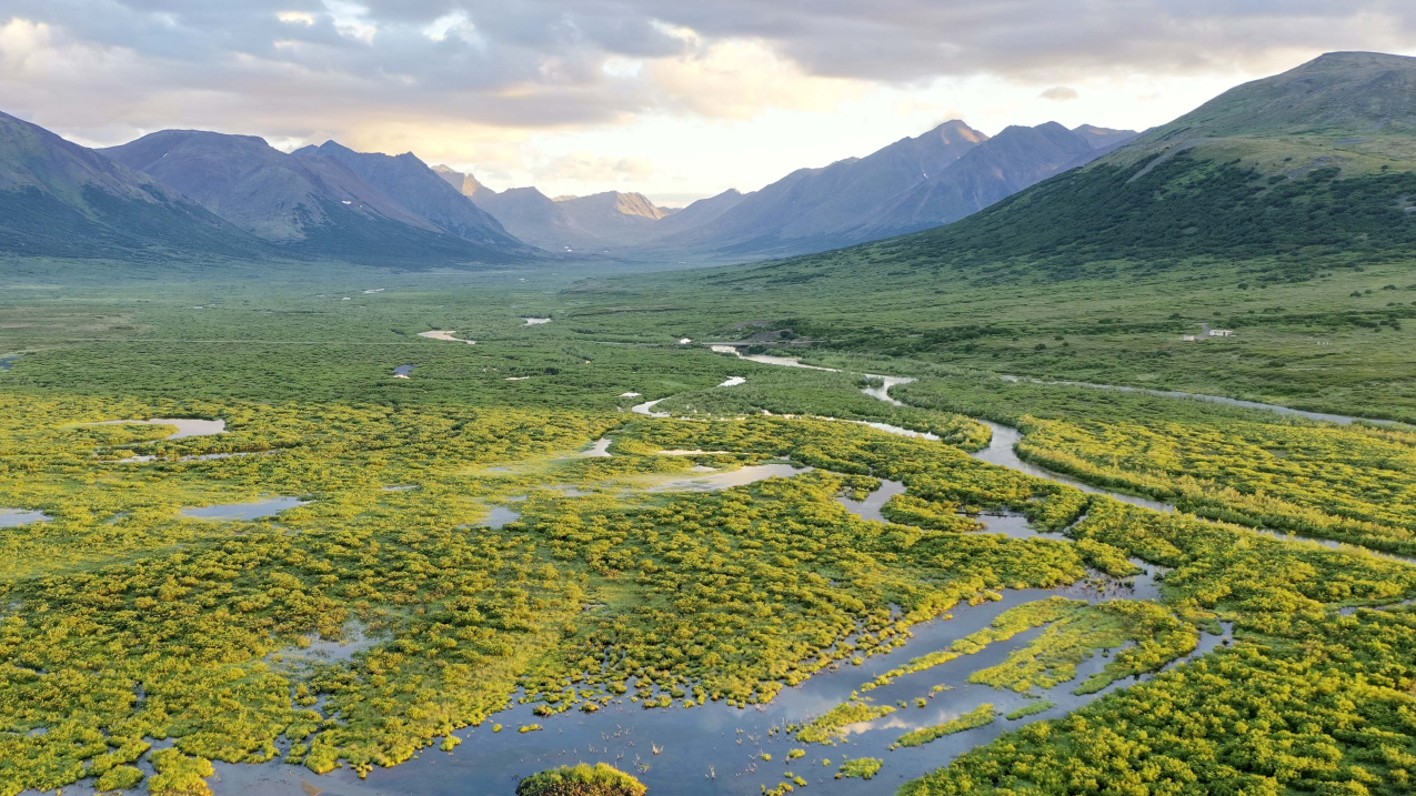 As Arctic tundra warms and thaws, incursions of shrubs and small trees have created new habitat for beaver, which create ponds and wetlands that further transform the once-frozen landscape.