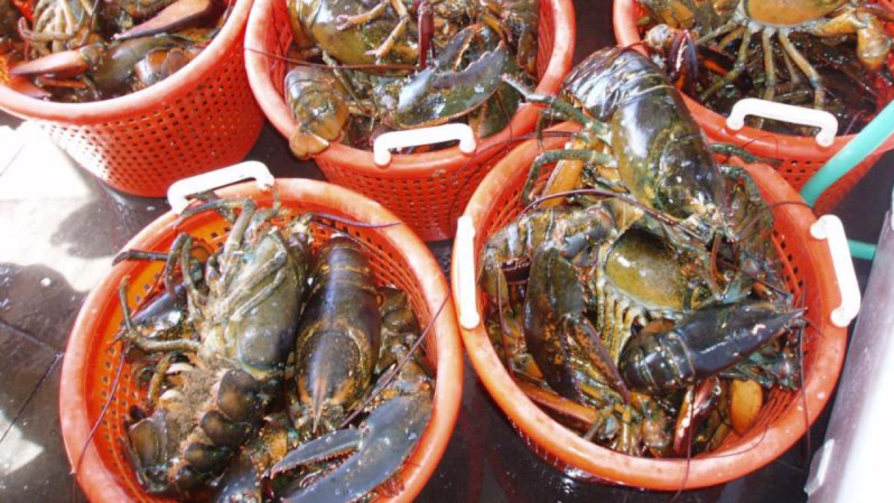 Bins filled with lobsters