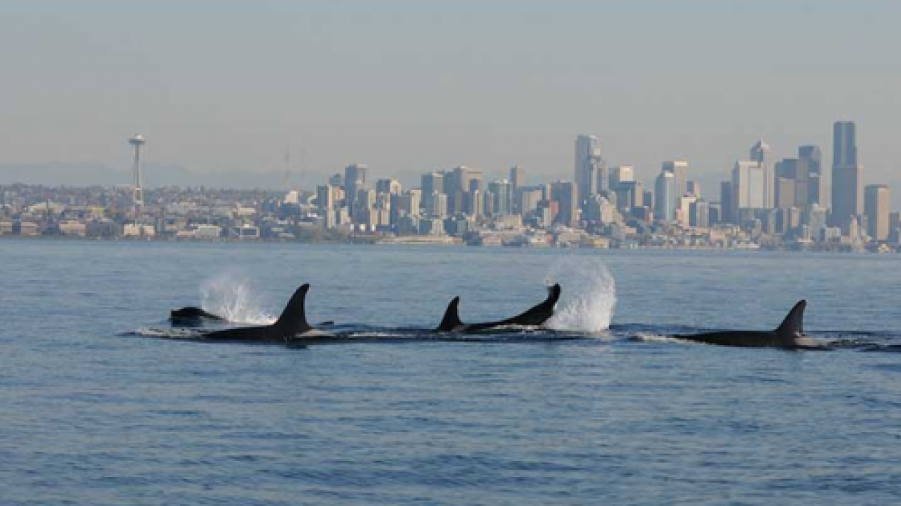 Killer whales swimming with Seattle skyline in background