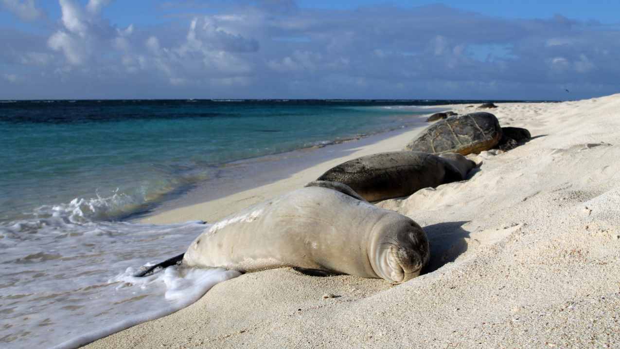 Hawaiian monk seal and green sea turtles on beach at Tern Island