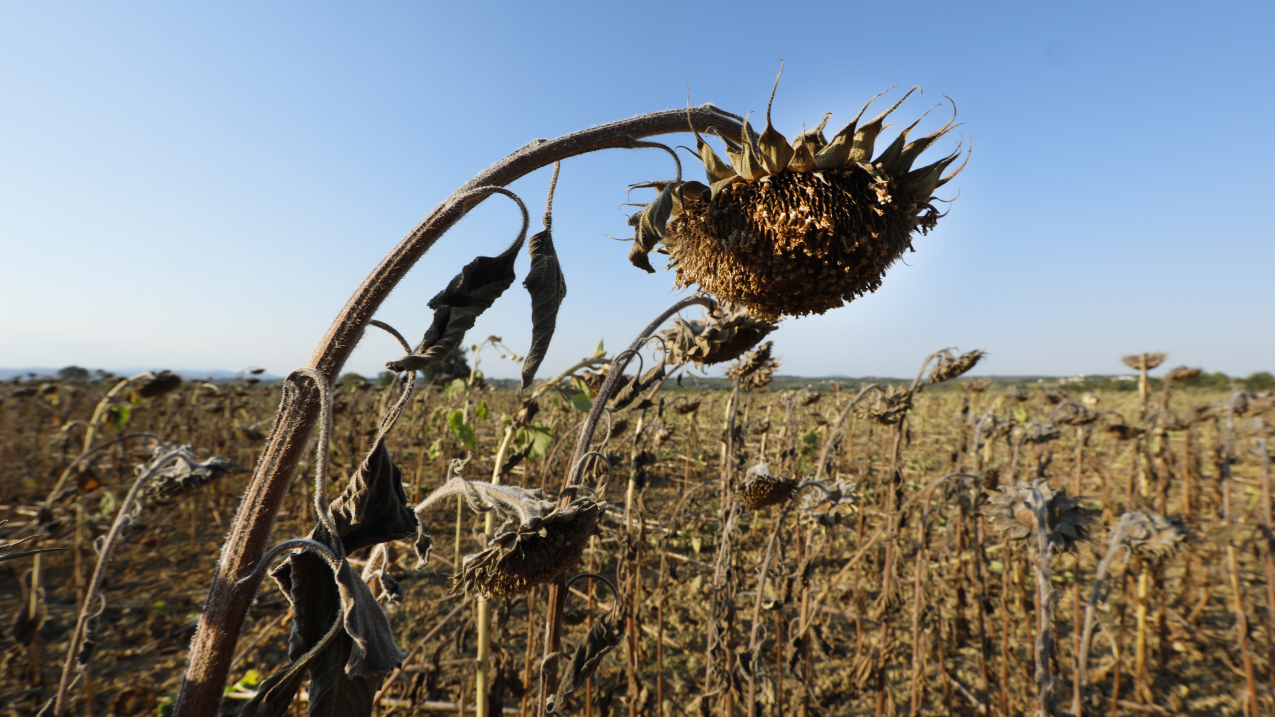 Drought destroyed sunflower crops near the Gardon river on August 10, 2022, in Anduze, France