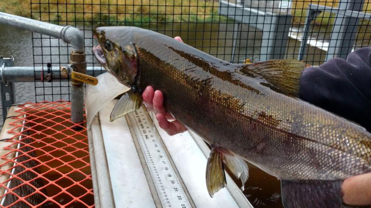 Photo showing Hatcheries operated by the Nez Perce Tribe, with Mitchell Act funding, supported the reintroduction of Coho salmon to the Lostine River in Oregon in 2020. Credit: Nez Perce Tribe