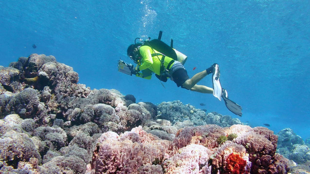 Photo of a coral biologist as they measure the size and condition of corals encountered along a transect on an American Samoa reef.