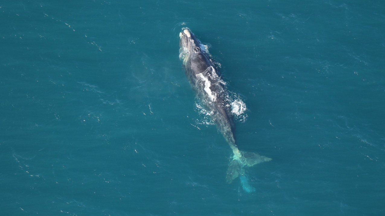Photo of an entangled adult North Atlantic right whale “Argo” off of Surf City, North Carolina. The light blue rectangle behind the flukes is the trailing entangling gear. Clearwater Marine Aquarium Research Institute, taken under NOAA permit #24359