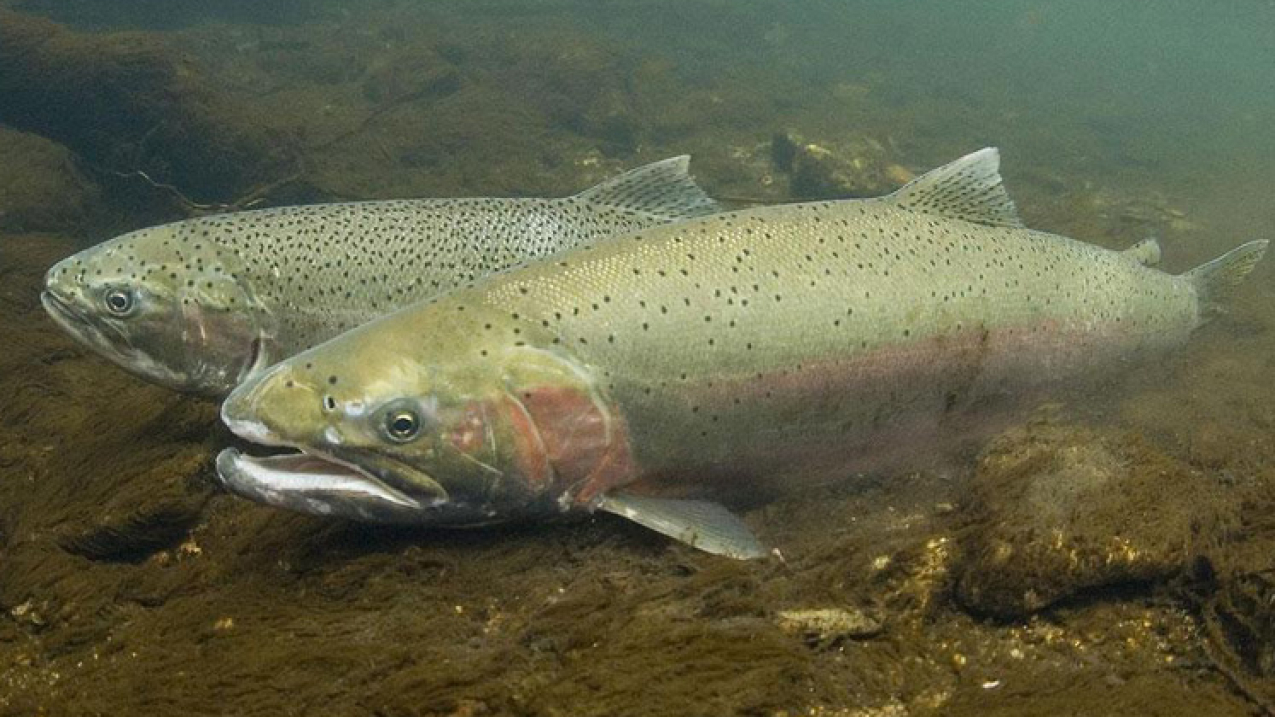 A pair of male and female steelhead trout in a stream.
