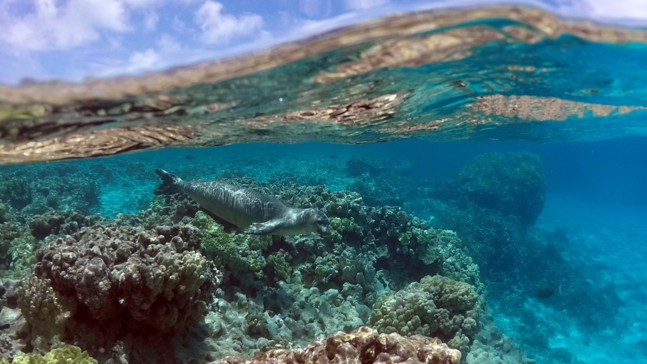 Photo showing a monk seal swimming over a coral reef bottom in the Northwest Hawaiian Islands. Credit: NOAA.