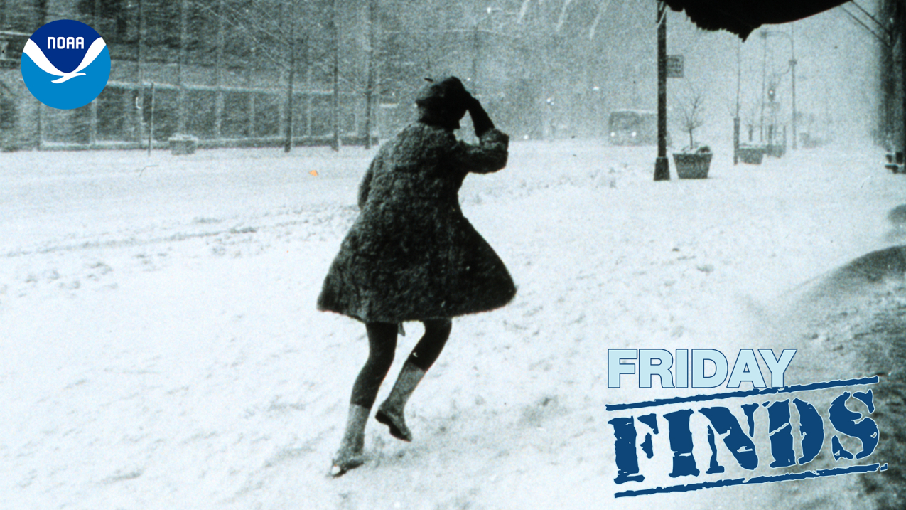 Black and white photo of a woman in a miniskirt and winter coat walking through the snow and holding her hat on her head.