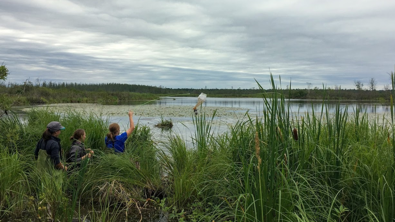 Three women stand in 6-foot high grasses surrounding a small body of water. One of these women holds a plankton tow above her head as the women head towards the water (a net with a small bucket underneath).