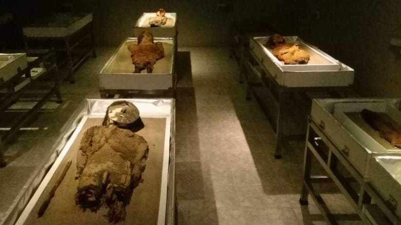 A museum room with mummies displayed on tables.
