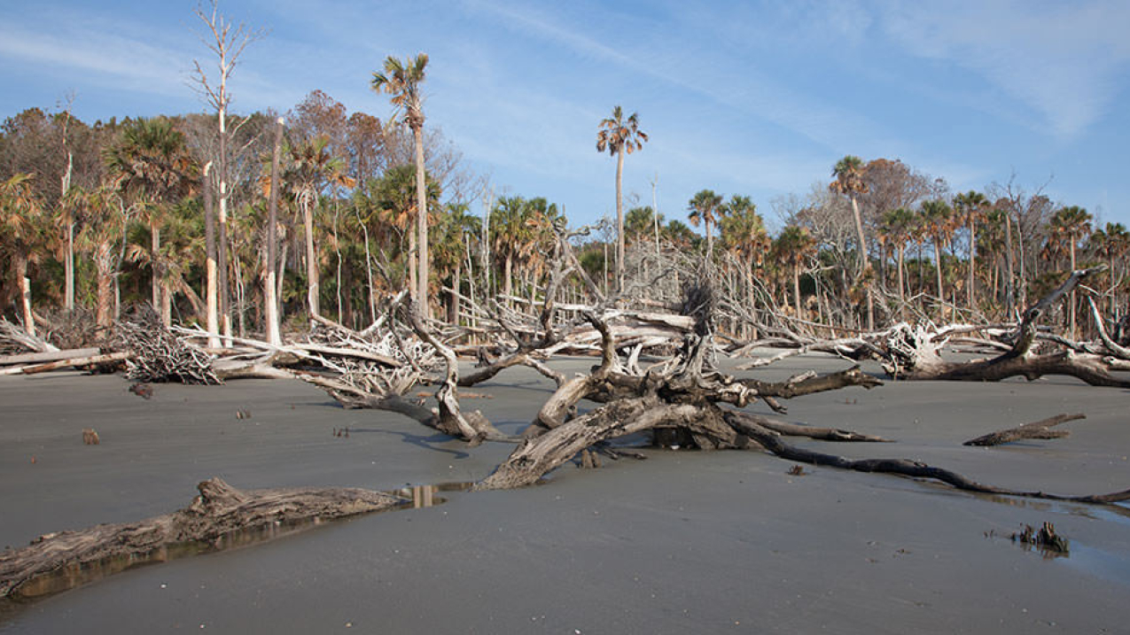 The watery remains of a once verdant woodland. Dead trees and broken limbs fill the beach. 