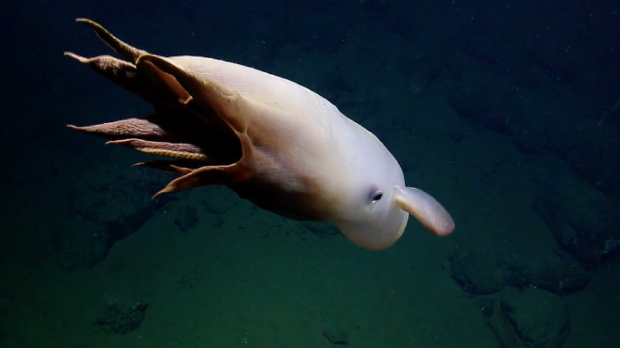 An umbrella octopus swims through the deep ocean. The octopus is a cloudy pinkish-white color.