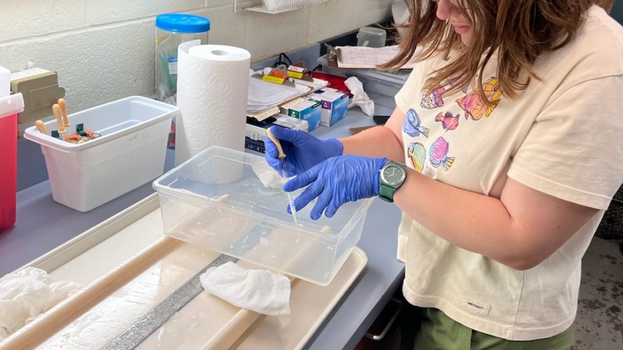 Emily stands at a lab bench, concentrating as she presses down on the bulb of a pipette that she holds carefully in a plastic bin.