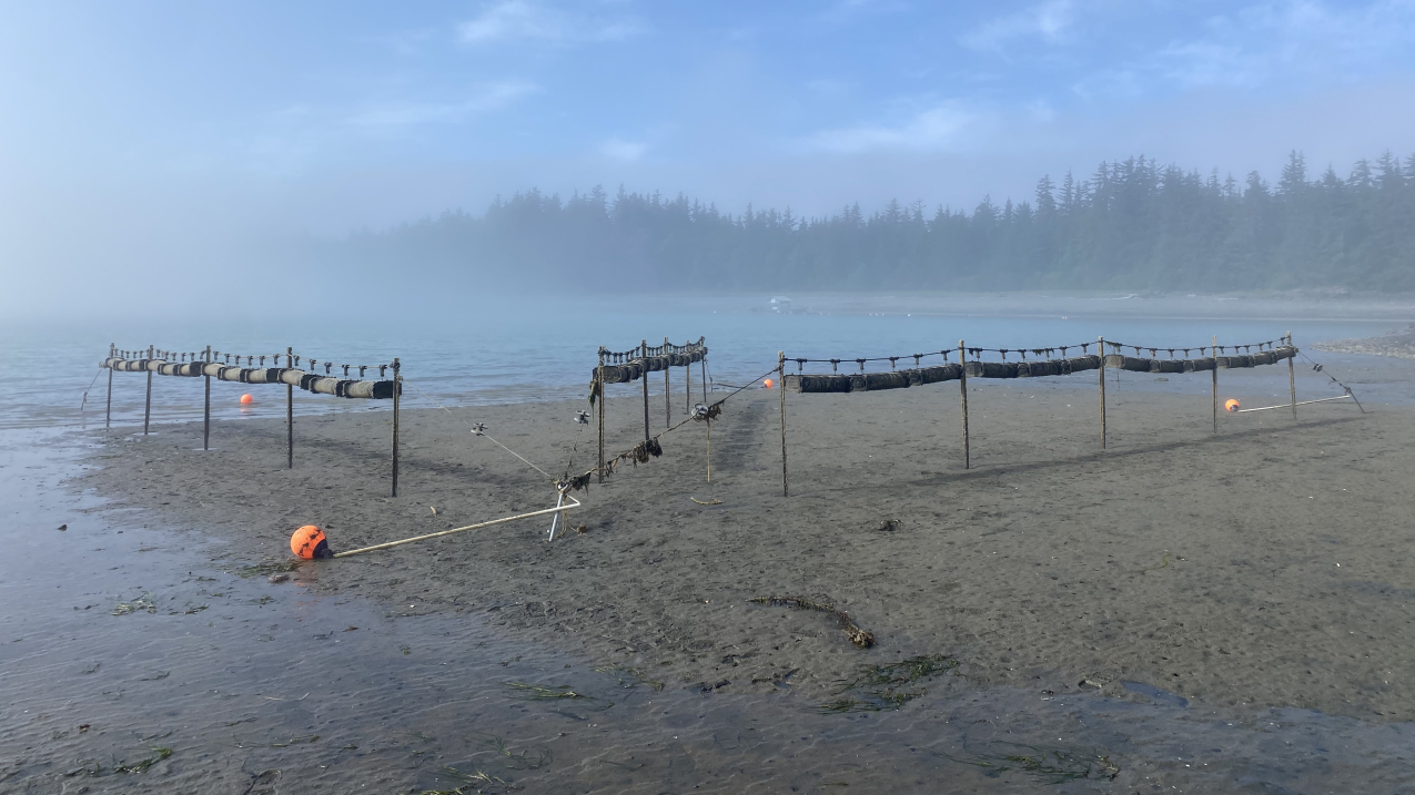 On a misty morning, elevated lines of oyster cages hang from poles that are staked in a wet, sandy shore.
