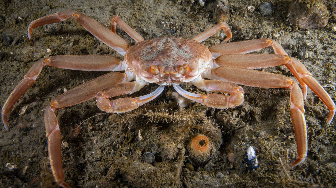 Photo of a snow crab underwater. Credit: iStock